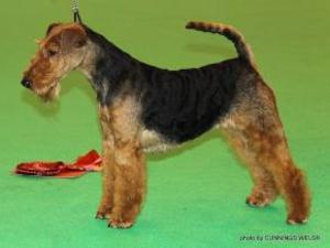 welsh-terrier picture