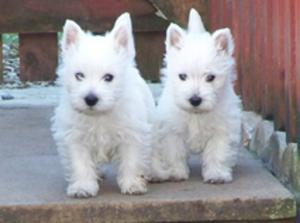 west-highland-white-terrier picture