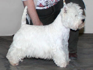 west-highland-white-terrier picture