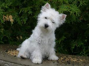 west-highland-white-terrier picture