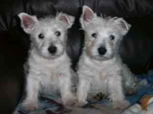 west-highland-white-terrier picture