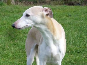 whippet picture