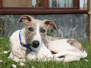 whippet picture