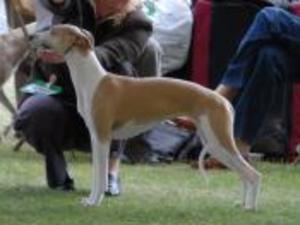 whippet picture