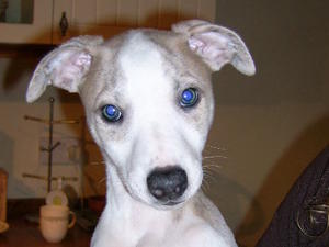 whippet picture