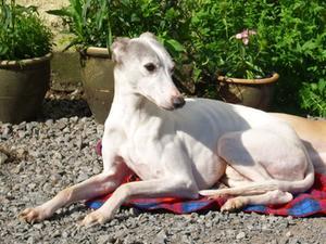 whippet picture