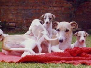whippet picture
