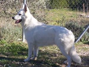 white-swiss-shepherd-dog picture