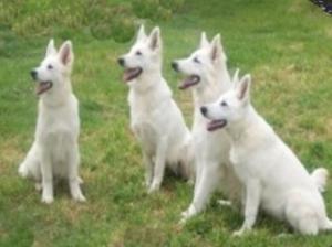 white-swiss-shepherd-dog picture