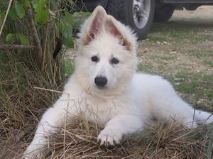 white-swiss-shepherd-dog picture