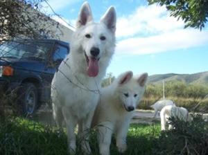 white-swiss-shepherd-dog picture