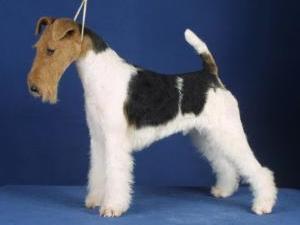 Wire Fox Terrier picture