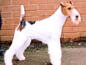 wire-fox-terrier picture