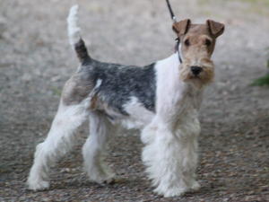 wire-fox-terrier picture