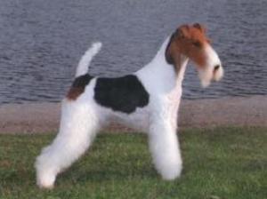 wire-fox-terrier picture