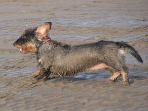 wire-haired-dachshund picture