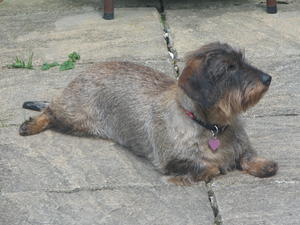 wire-haired-dachshund picture