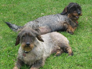 wire-haired-dachshund picture