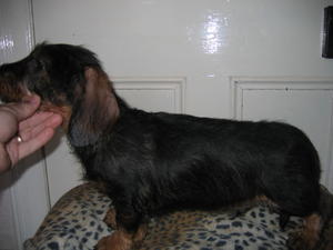 wire-haired-dachshund picture