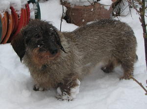 wire-haired-dachshund picture