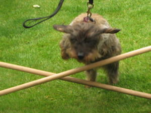 wire-haired-dachshund picture