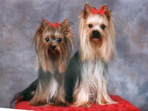 yorkshire-terrier picture