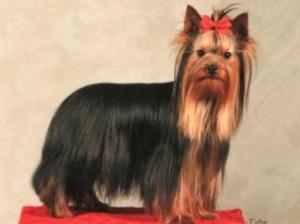yorkshire-terrier picture