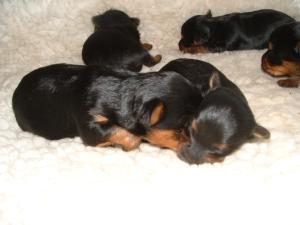 yorkshire-terrier picture