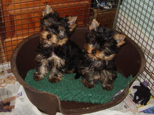 yorkshire-terrier picture