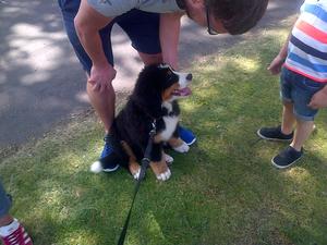 Puppy learning to be polite !