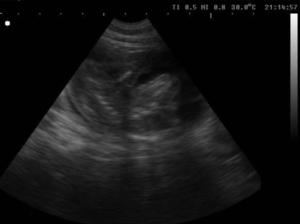 Scan of a german shepherd puppy