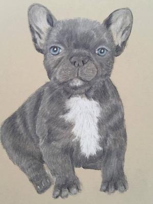 Frenchie. French Bulldog