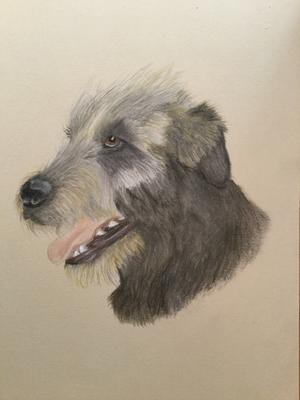 Hector. Irish Wolfhound. Pastel pencil