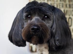 She's your pet, create the look,