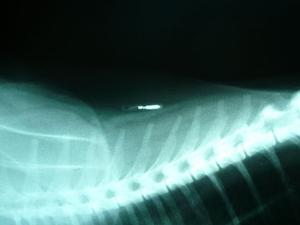 X-ray of microchip correctly inserted.