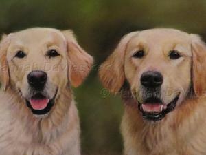 Golden Retrievers