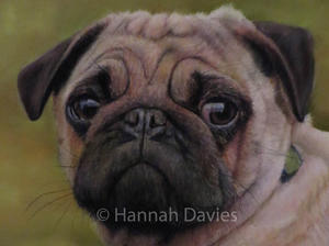 Pug