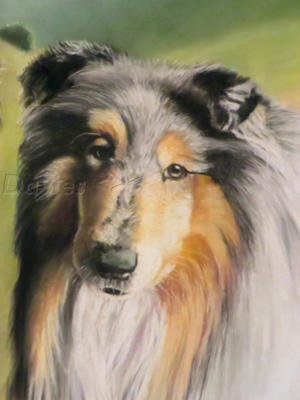 Rough Collie