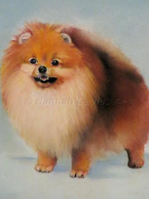 Pomeranian