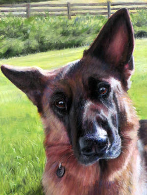 German Shepherd