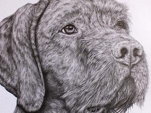 Hungarian Wirehaired Vizsla