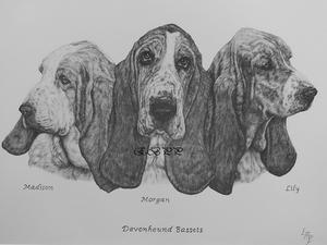 Basset Hounds