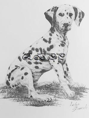 Dalmatian Puppy
