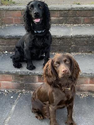 Working Cocker Spaniels