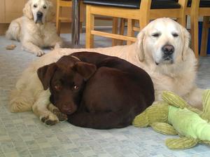 A home boarding visitor