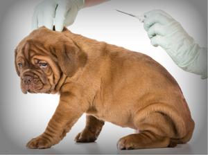 Ssebula Pet Services