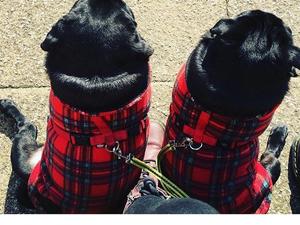 Pug Dog Coats