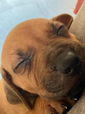 Our pup