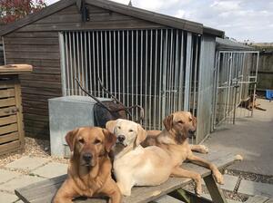 kennels