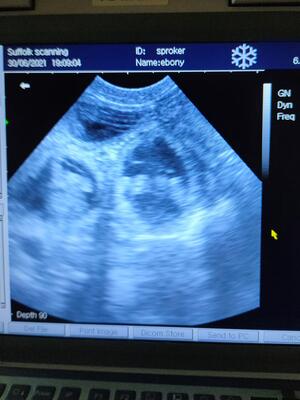 Scan on a spaniel